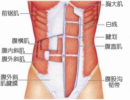 腱划