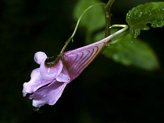 龙虾花