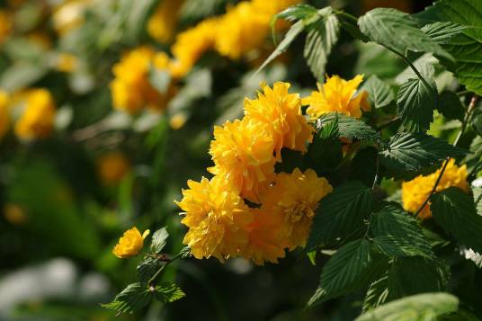 棣棠（蔷薇科棣棠花属植物）