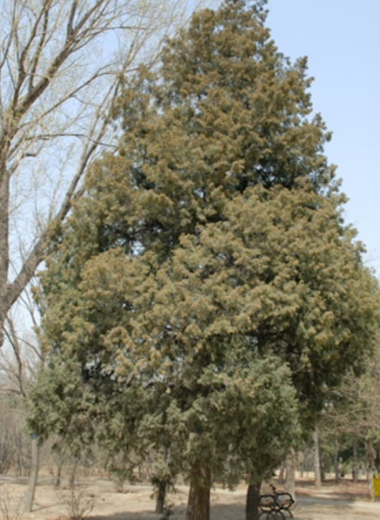 伊吹（柏科刺柏属植物）