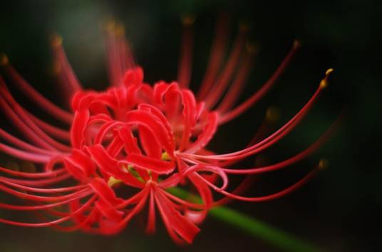 clusteramaryllis