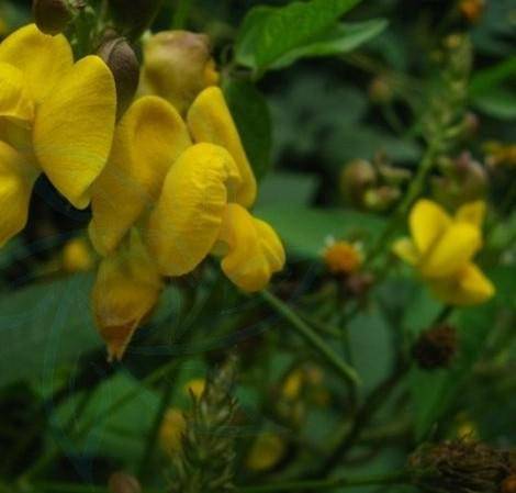 赤小豆花（豆科植物赤小豆或赤豆的花）