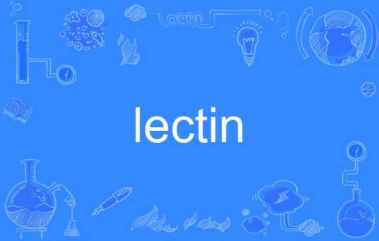 lectin（英语单词）