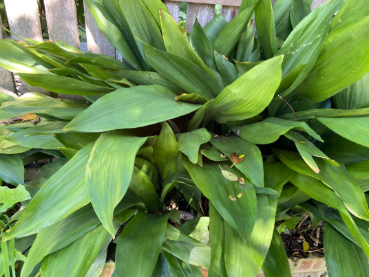 蜘蛛抱蛋（天门冬科蜘蛛抱蛋属植物）