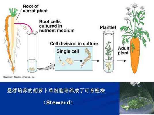 植物细胞悬浮培养