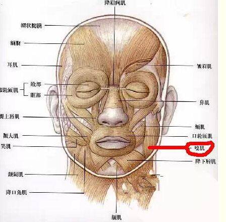 咬肌切除手术