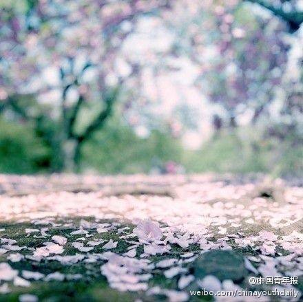 飞花（汉语词语）