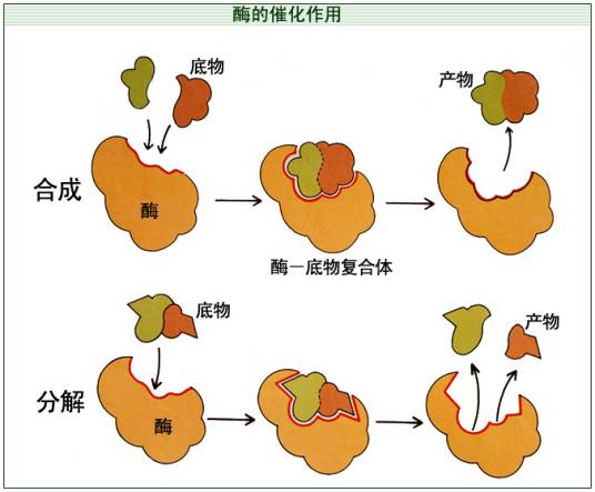 催化作用