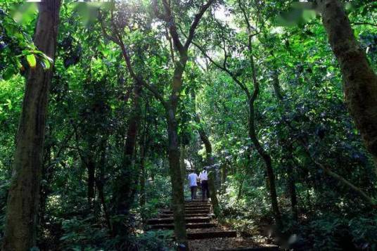 廉江谢鞋山野生荔枝林旅游风景区