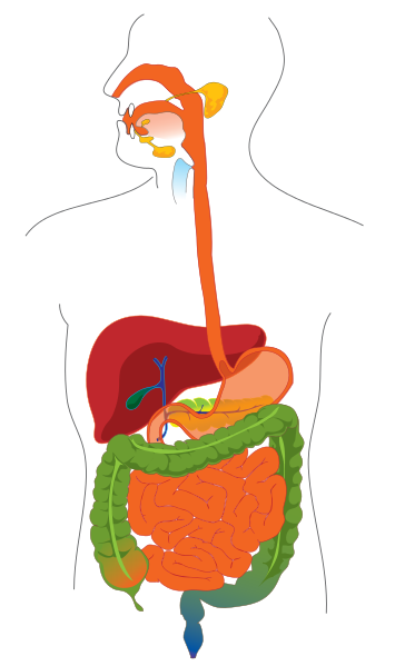 吸收（生物学术语）