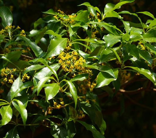 山桂花（中药材）