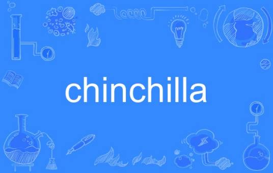 chinchilla