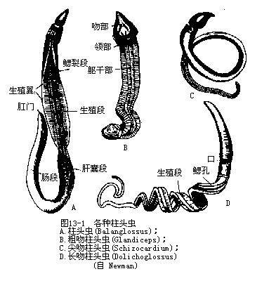 半索动物门