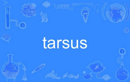 tarsus