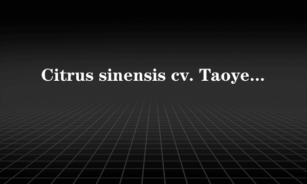 Citrus sinensis cv. Taoye cheng