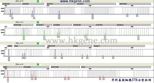细胞STR分型