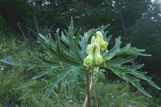 牛扁（多年生草本植物）