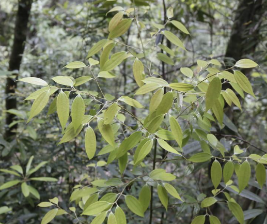 天竺桂（樟科樟属植物）