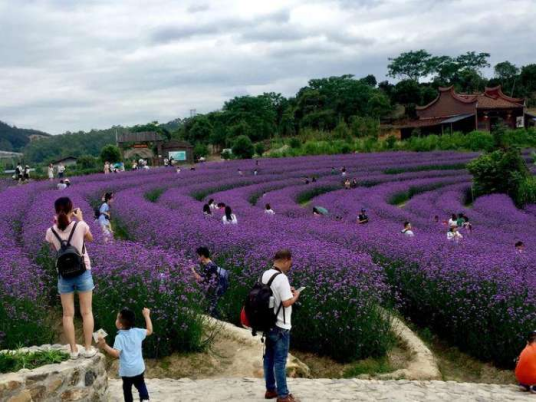 花之谷（中国福建的花海旅游景点）