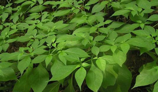 红丝线（茄科红丝线属植物）