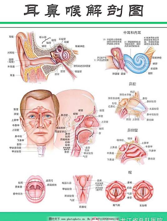 ENT（医学名词）