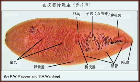 布氏姜片吸虫