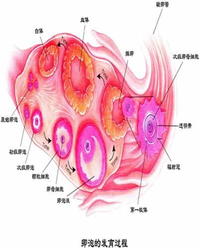 无排卵性不孕