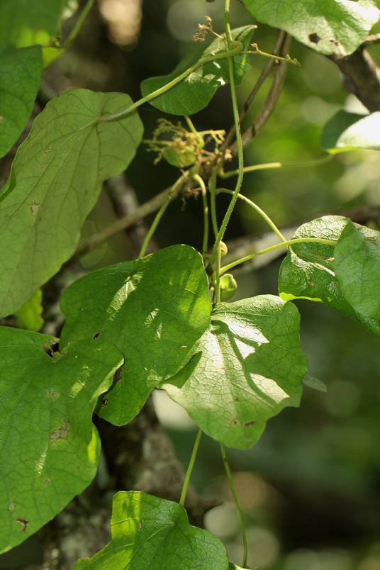 锡生藤（防己科锡生藤属植物）