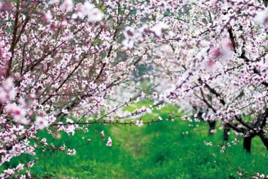 阳山桃花节