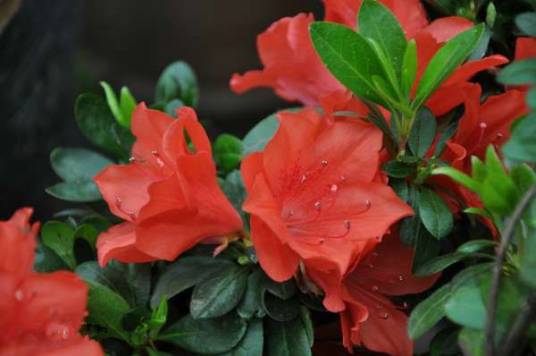 麻城杜鹃花（杜鹃花科杜鹃属植物）