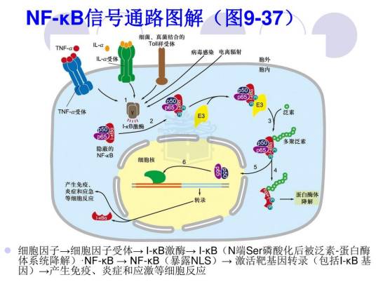 NF-kB信号通路