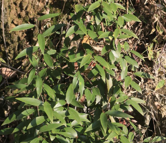 香叶子（樟科山胡椒属植物）