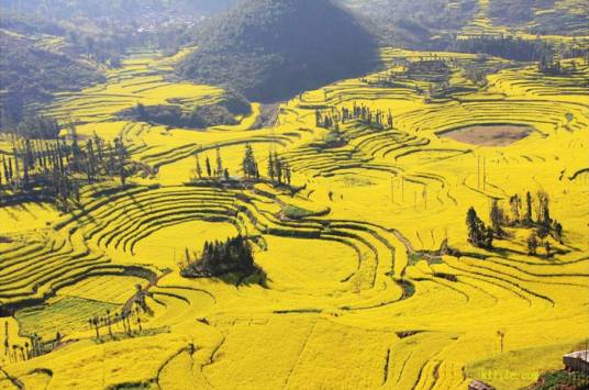 2013年罗平国际油菜花文化旅游节