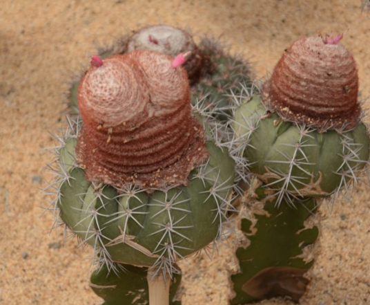 彩云（仙人掌科花座球属植物）