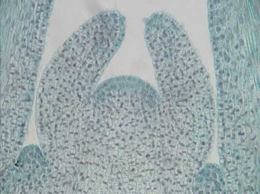 顶端分生组织