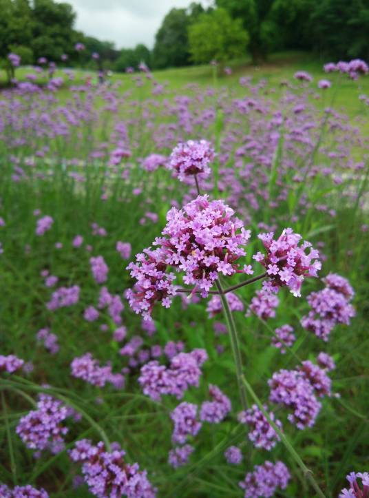 马鞭草（中医药）