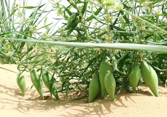 地梢瓜（夹竹桃科鹅绒藤属植物）