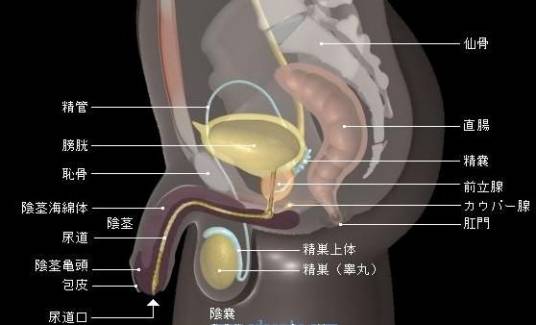 急性尿道炎