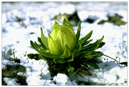 冰山雪莲（甜菜菜品）