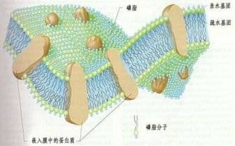 细胞膜选择性通透