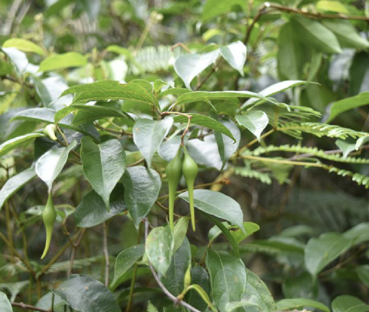 杜仲藤（夹竹桃科杜仲藤属植物）