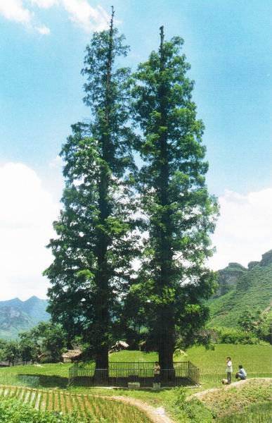 龙山水杉