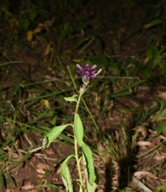 驱虫斑鸠菊（菊科斑鸠菊属植物）