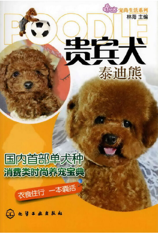 贵宾犬：泰迪熊