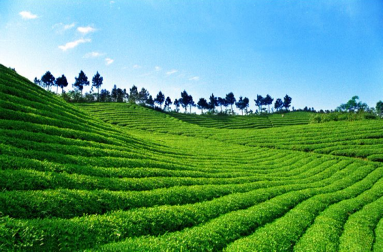 闽南水仙茶