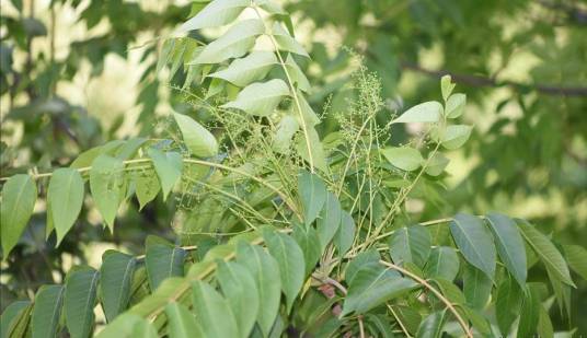 漆（漆树科漆树属植物）