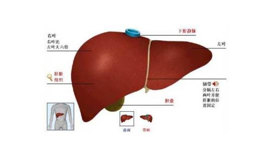 总胆汁酸