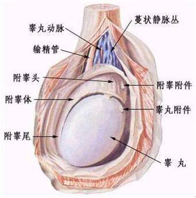 睾丸肿胀