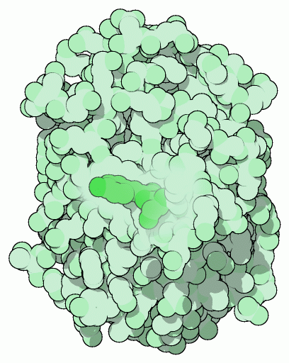 绿色荧光蛋白