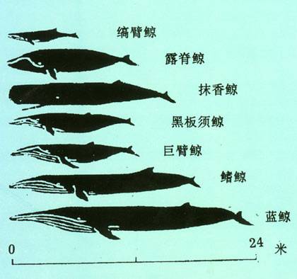 缟臂鲸